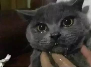 吃瓜网红喵小吉,吃瓜网红的趣味生活揭秘