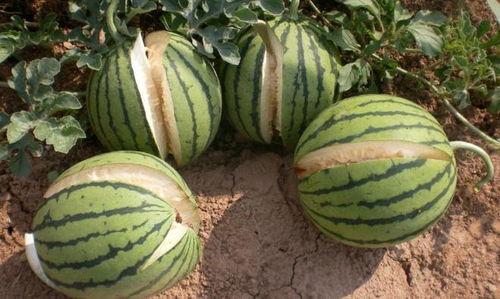 网传热瓜吃瓜群分享,吃瓜群里的热议焦点