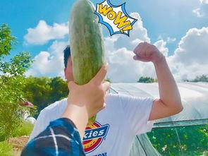 718爆料网红吃瓜,718爆料揭露娱乐圈幕后真相