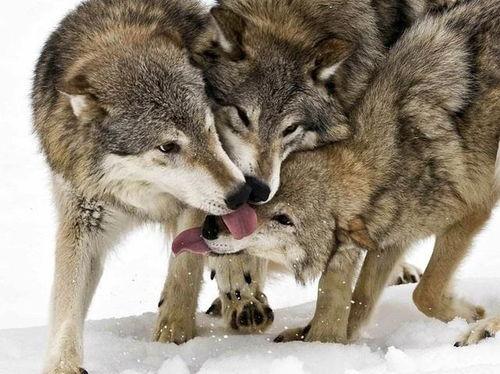 娱乐吃瓜酱狼性